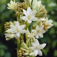 Tuberose Blumensamen zur Aussaat – Enchanting duftend Blüten für Ihren Garten