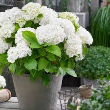 Hortensie Weiß Blumensamen zur Aussaat – farbenfroh Schau – Traditionssorte & ohne Gentechnik Samen Hausgarten
