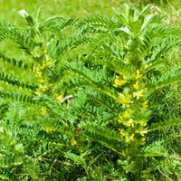 hell Grün Astragalus Blumensamen zur Aussaat – farbenfroh Schau – Traditionssorte & ohne Gentechnik Samen Hausgarten