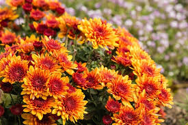 hell Orange Chrysantheme Blumensamen zur Aussaat – Anzucht – Traditionssorte & ohne Gentechnik Samen Hausgarten