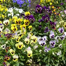 Multi-Colored Stiefmütterchen Blumensamen zur Aussaat – robust Sorte – Traditionssorte & ohne Gentechnik Samen Hausgarten
