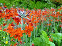 Cockburniana Blumensamen zur Aussaat – Bestäuber freundlich – Traditionssorte & ohne Gentechnik Samen Hausgarten