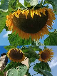Sonnenblumen Samen Russische Riesen