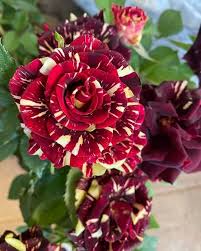 Rot Gelb Abracadabra Blumensamen zur Aussaat – duftend Blüten – Traditionssorte & ohne Gentechnik Samen Hausgarten