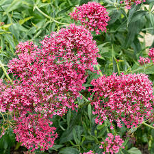 Gemischt Jupiter's Blumensamen zur Aussaat – Drought verträglich – Traditionssorte & ohne Gentechnik Samen Hausgarten