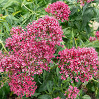 Gemischt Jupiter's Blumensamen zur Aussaat – Drought verträglich – Traditionssorte & ohne Gentechnik Samen Hausgarten
