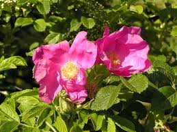 Rosa Rugosa Rose Blumensamen zur Aussaat – leuchtend – Traditionssorte & ohne Gentechnik Samen Hausgarten