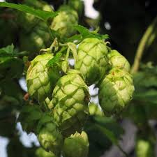 hell Grün Humulus Lupulus Blumensamen zur Aussaat – lang Blüte Saison – Traditionssorte & ohne Gentechnik Samen Hausgarten