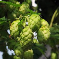 hell Grün Humulus Lupulus Blumensamen zur Aussaat – lang Blüte Saison – Traditionssorte & ohne Gentechnik Samen Hausgarten
