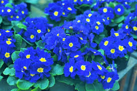 Blau Schlüsselblume Blumensamen zur Aussaat – Drought verträglich – Traditionssorte & ohne Gentechnik Samen Hausgarten