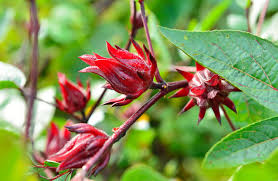 Australian Rosella Hibiskus Blumensamen zur Aussaat – farbenfroh Schau – Traditionssorte & ohne Gentechnik Samen Hausgarten