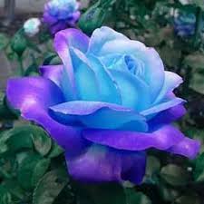 Blau Rose Blumensamen zur Aussaat – Garten beliebt – Traditionssorte & ohne Gentechnik Samen Hausgarten