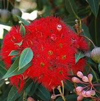 Rosa Corymbia Ficifolia Blumensamen zur Aussaat – Schnitt Blume beliebt – Traditionssorte & ohne Gentechnik Samen Hausgarten