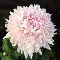 hell Rosa Chrysantheme Blumensamen zur Aussaat – leuchtend – Traditionssorte & ohne Gentechnik Samen Hausgarten