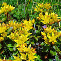 Gelb Sedum Blumensamen zur Aussaat – duftend Blüten – Traditionssorte & ohne Gentechnik Samen Hausgarten