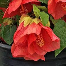 Tangerine Orange Abutilon Blumensamen zur Aussaat – leuchtend – Traditionssorte & ohne Gentechnik Samen Hausgarten