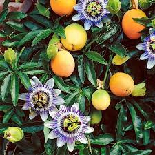 Gelb Passion Blumensamen zur Aussaat – ideal Rabatten – Traditionssorte & ohne Gentechnik Samen Hausgarten