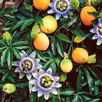 Gelb Passion Blumensamen zur Aussaat – ideal Rabatten – Traditionssorte & ohne Gentechnik Samen Hausgarten