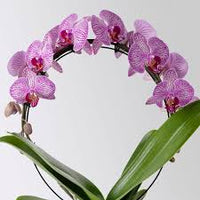 Schmetterling Orchidee Lila Blumensamen zur Aussaat – Bestäuber freundlich – Traditionssorte & ohne Gentechnik Samen Hausgarten
