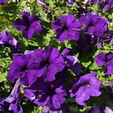 Violett Petunie Blumensamen zur Aussaat – Schnitt Blume beliebt – Traditionssorte & ohne Gentechnik Samen Hausgarten