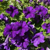 Violett Petunie Blumensamen zur Aussaat – Schnitt Blume beliebt – Traditionssorte & ohne Gentechnik Samen Hausgarten