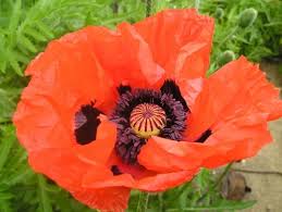 Papaver somniferum Summer Blaze Samen