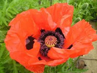 Papaver somniferum Summer Blaze Samen
