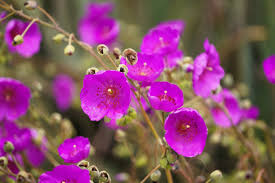 Rot Stein Purslane Ruby Tuesday or Calandrinia Blumensamen zur Aussaat – Schnitt Blume beliebt – Traditionssorte & ohne Gentechnik Samen Hausgarten