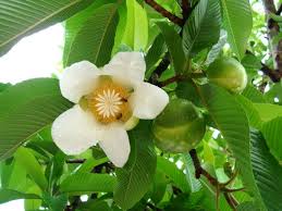 Weiß Dillenia Blumensamen zur Aussaat – lang Blüte Saison – Traditionssorte & ohne Gentechnik Samen Hausgarten