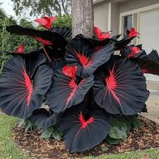 Schwarz Caladium Blumensamen zur Aussaat – Wildblume Mischung – Traditionssorte & ohne Gentechnik Samen Hausgarten