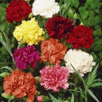 Caryophyllus Blumensamen zur Aussaat – sonnenliebend – Traditionssorte & ohne Gentechnik Samen Hausgarten