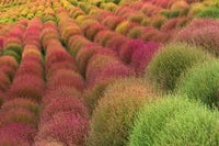 Kochia Samen