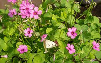 Rosa Carpet Sauerklee Samen zur Aussaat – leuchtend mehrjährig Blumen für Ihren Garten