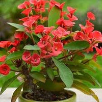 tief Rot Euphorbia Milii Blumensamen zur Aussaat – Bestäuber freundlich – Traditionssorte & ohne Gentechnik Samen Hausgarten