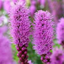 Rosa Blazing Stars Blumensamen zur Aussaat – Wildblume Mischung – Traditionssorte & ohne Gentechnik Samen Hausgarten
