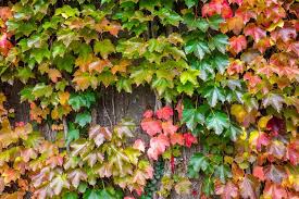 Rot Boston Ivy Blumensamen zur Aussaat – Anzucht – Traditionssorte & ohne Gentechnik Samen Hausgarten