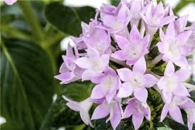 Pentas Lanceolata Samen zur Aussaat Attract Butterflies Blüten