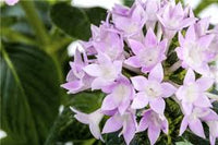 Pentas Lanceolata Samen zur Aussaat Attract Butterflies Blüten