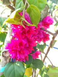 Rosa Drillingsblume Blumensamen zur Aussaat – saisonal Dauerblüher – Traditionssorte & ohne Gentechnik Samen Hausgarten