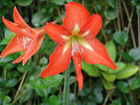 Orange Hippeastrum Rutilum Blumensamen zur Aussaat – Wildblume Mischung – Traditionssorte & ohne Gentechnik Samen Hausgarten