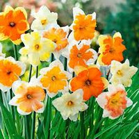 Narzisse Gelb Orange Blumensamen zur Aussaat – saisonal Dauerblüher – Traditionssorte & ohne Gentechnik Samen Hausgarten