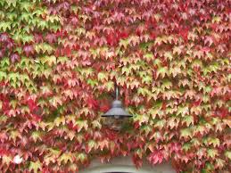 Rot Boston Ivy Blumensamen zur Aussaat – Anzucht – Traditionssorte & ohne Gentechnik Samen Hausgarten