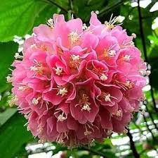 Dombeya Bourgassiae Rosa Blossom Pflanze Samen zur Aussaat
