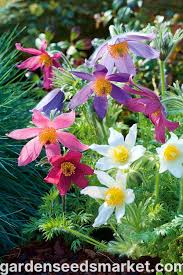 Pulsatilla Blumensamen zur Aussaat – robust Sorte – Traditionssorte & ohne Gentechnik Samen Hausgarten