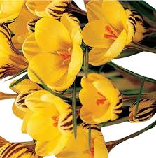 Crocus Sativus Gelb Blumensamen zur Aussaat – Garten beliebt – Traditionssorte & ohne Gentechnik Samen Hausgarten