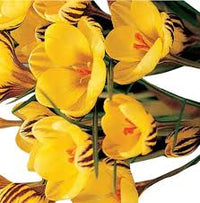Crocus Sativus Gelb Blumensamen zur Aussaat – Garten beliebt – Traditionssorte & ohne Gentechnik Samen Hausgarten