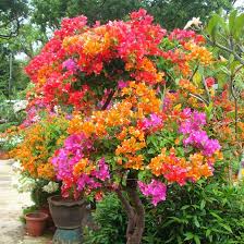 Buganvillas Blumensamen zur Aussaat – duftend Blüten – Traditionssorte & ohne Gentechnik Samen Hausgarten