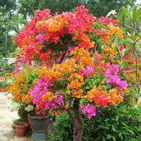 Buganvillas Blumensamen zur Aussaat – duftend Blüten – Traditionssorte & ohne Gentechnik Samen Hausgarten