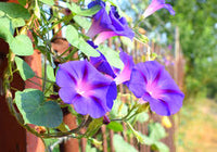 Prunkwinden Samen Mischung Ipomoea