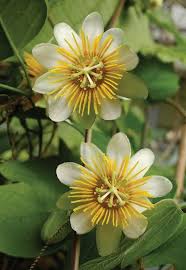 Gelb Passion Blumensamen zur Aussaat – ideal Rabatten – Traditionssorte & ohne Gentechnik Samen Hausgarten